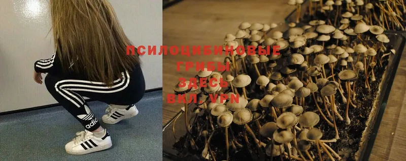 Галлюциногенные грибы Psilocybe  Венёв 